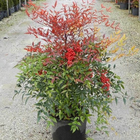 Nandina domestica